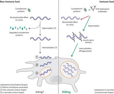 Phagocyte Escape of Leptospira: The Role of TLRs and NLRs